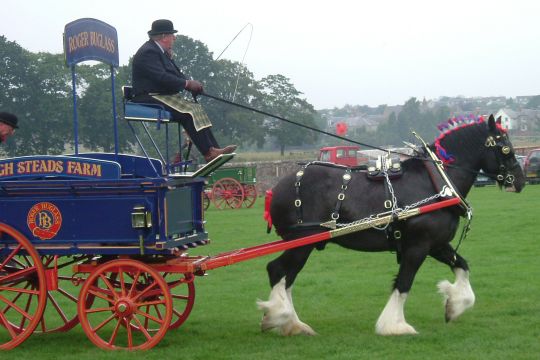 Heavy Horses
